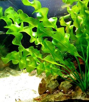 veteraan Draak Hardheid Aponogeton ulvaceus - aquarium123 - Webwinkel voor online aquariumplanten  kopen