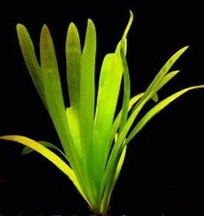 vermijden uitvegen hooi Sagittaria platyphylla - aquarium123 - Webwinkel voor online  aquariumplanten kopen