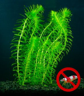 steek Dubbelzinnigheid Edelsteen Elodea densa (Waterpest) - aquarium123 - Webwinkel voor online aquariumplanten  kopen