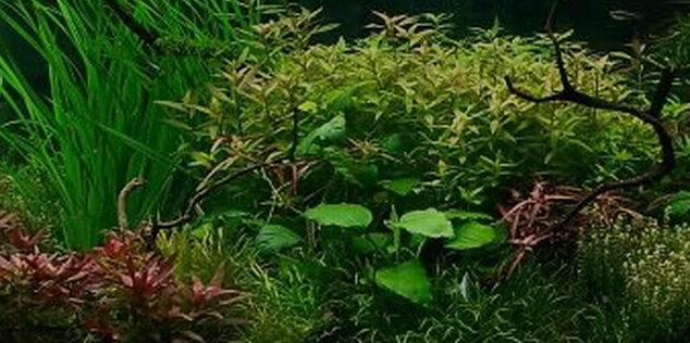Zonder twijfel Bestaan Ophef Actie luxe plantenpakket - aquarium123 - Webwinkel voor online  aquariumplanten kopen