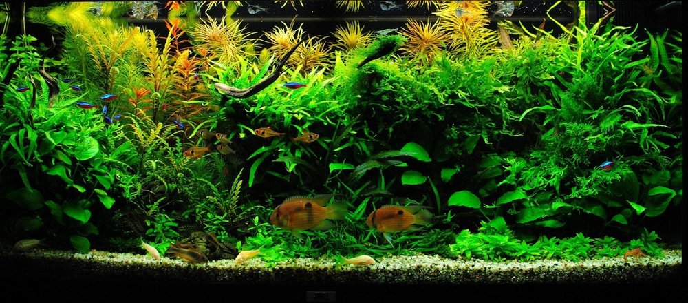 Cursus Neuropathie huurder Plantenpakketten - aquarium123 - Webwinkel voor online aquariumplanten kopen