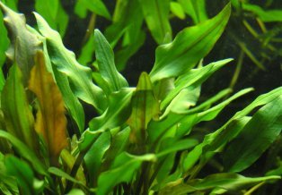 Cryptocoryne lutea - 5005223