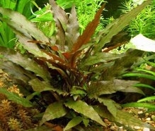 Cryptocoryne wendtii Groen - aquarium123 - Webwinkel voor ...